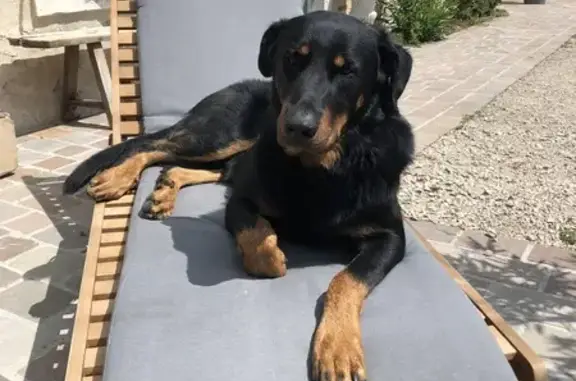 Chien perdu Ligny-le-Ribault, photo : Beauceron noir perdu à Ligny-le-Ribault