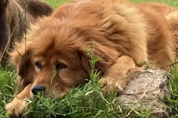 Chien perdu : Endy, grande rousse poilue - photo