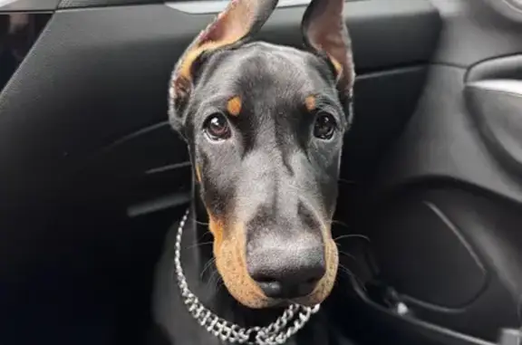 Chien perdu Saint-Loubès, photo : Chiot femelle disparue à St Loubès