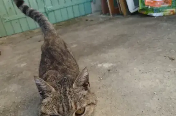 Chatte maigre et câline trouvée à Mouchan - photo