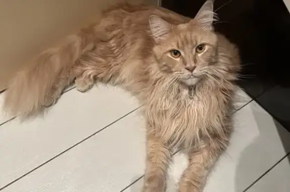 Animaux perdus Blagnac, photo: Chat perdu à Blagnac, besoin urgent soins