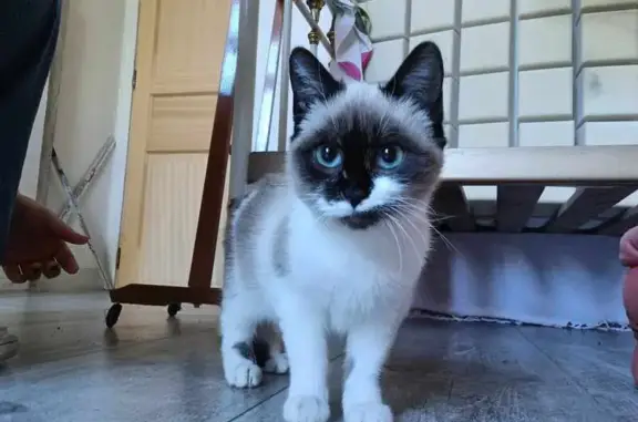 Chat trouvé, non identifié, affectueux à Homps - photo