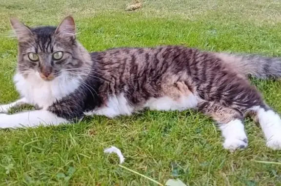 Chat perdu, La Ferrière, photo: Chatte tricolore perdue à La Ferrière