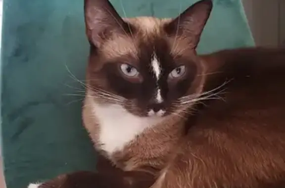 Animaux perdus Juvisy-sur-Orge, photo: Chat marron-blanc perdu à Juvisy-sur-Orge