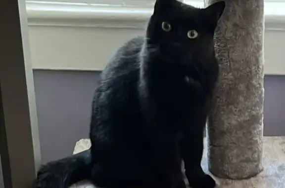 Lost Black Cat on Benson Ave, Toronto