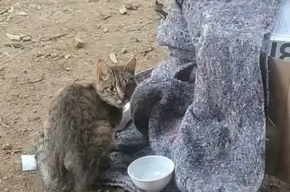 Chatte trouvée, craintive, La Gilardière Sud - photo