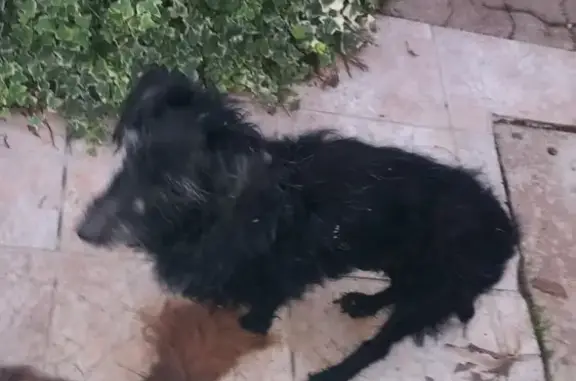 Chien trouvé Gonfaron, photo: Chien trouvé sur la nationale à Gonfaron