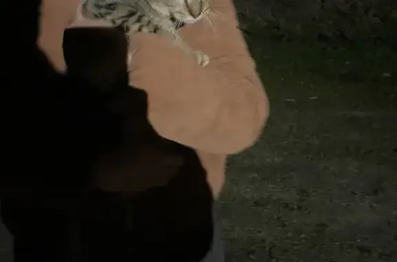 Chat trouvé à Saint-Père-en-Retz - photo