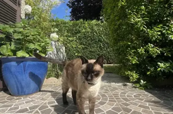 Chat perdu, Noisiel, photo: Siamois perdu à Noisiel, besoin d'aide