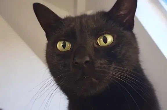 Animaux perdus Lille, photo: Chat noir Bernie perdu à Lille