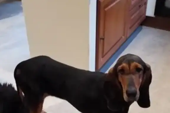 Chienne noire et marron trouvée à Beaulieu - photo