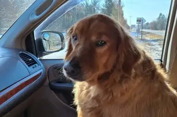 Friendly Golden Retriever Found in St. Francis