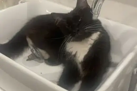 Animaux perdus Menton, photo: Chat noir et blanc perdu à Menton