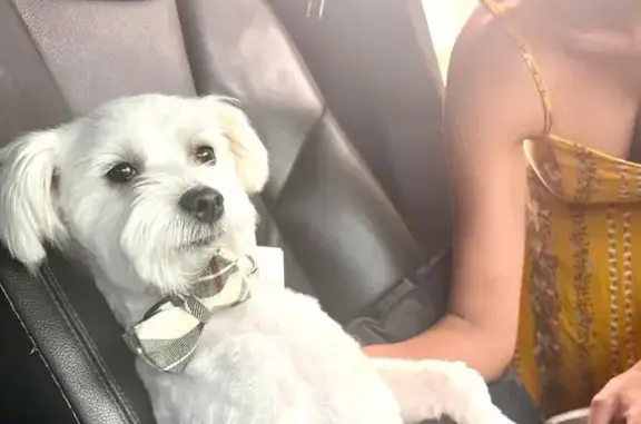 Lost Maltese: White, Black Spots, Deerfield