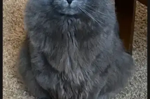 Help Find Our Missing Nebelung Cat!