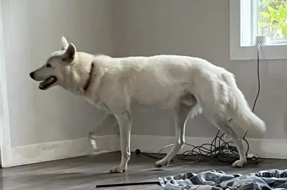 Lost White Dog: German Shepherd Mix