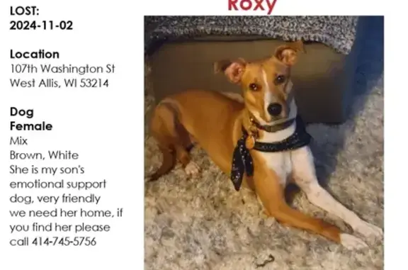 Missing Emotional Support Dog - West Allis