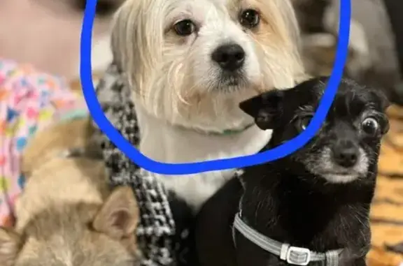 Lost Maltese x Shih Tzu in Mel...