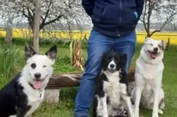 Chiennes perdues à Saint-Jean-Froidmentel - photo