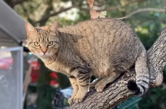 Animaux perdus Roquebrune-sur-Argens, photo: Chatte tigrée disparue à Roquebrune
