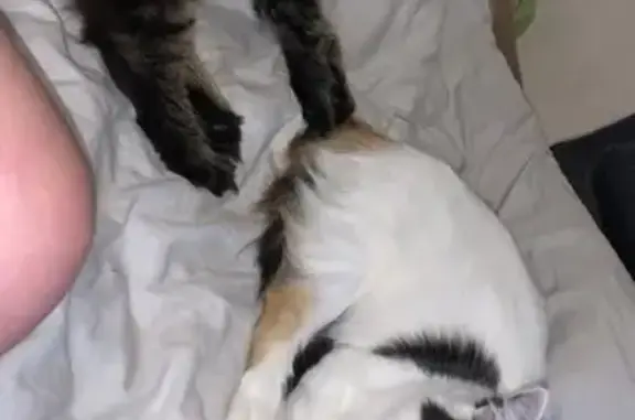 Chat perdu, Boué, photo: Deux chattes disparues à Boué