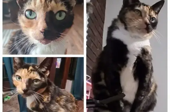 Missing 15-Year-Old Torbie Cat...