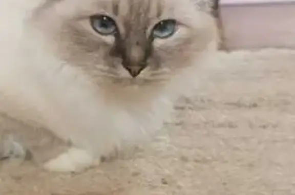 Animaux perdus Cognin, photo: Chat Sacré de Birmanie perdu à Cognin