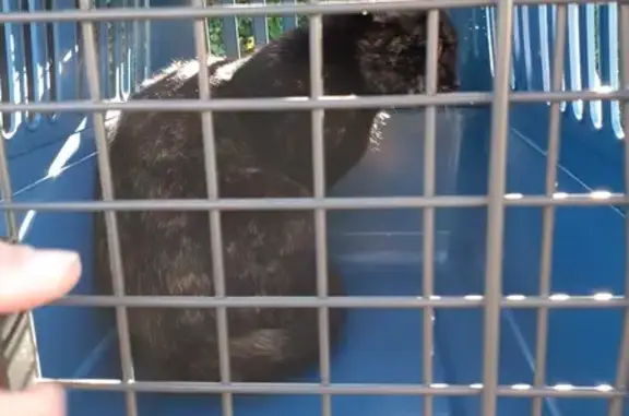 Jeune chatte écailles de tortue trouvée - photo