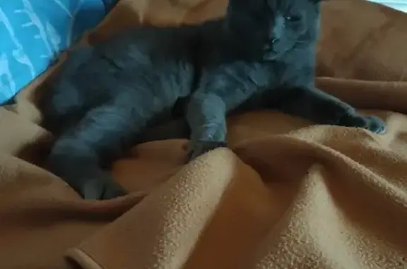 Chat trouvé , photo: Chat errant apprivoisé cherche sa famille