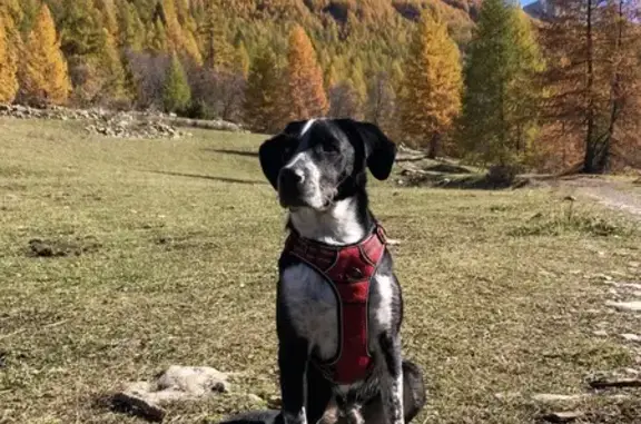 Chien noir errant au parking de Colmars - photo