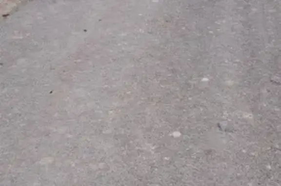 Deux chiens trouvés Rue de l'École Normale - photo