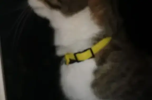 Chat tigré trouvé Rue Louis Blanc - photo