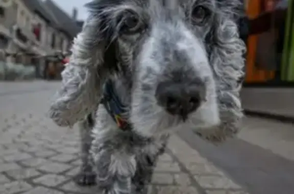 Animaux perdus Montreuil-Bellay, photo: Chien perdu: Eden, Cocker blanc et noir