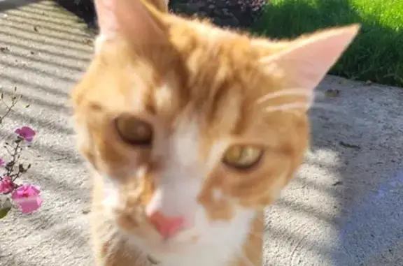 Animaux perdus , photo: Chat roux et blanc perdu à Vezac