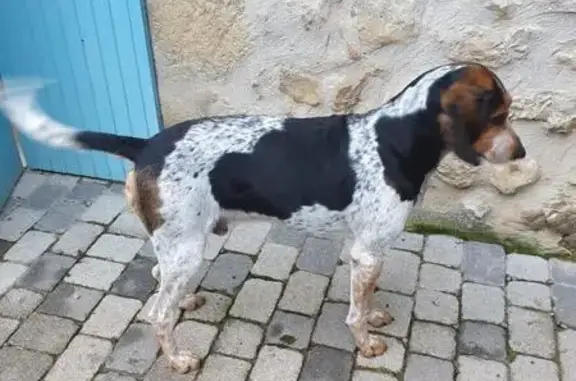 Chien trouvé à Val Buëch-Méouge - photo