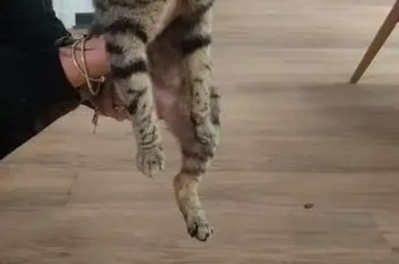 Chat trouvé Lapalisse, photo: Chatte tigrée trouvée Place de la République