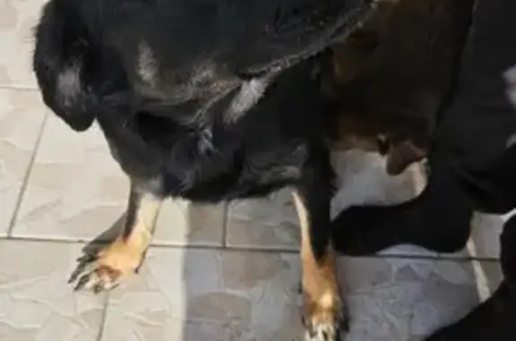 Chien trouvé , photo: Chienne noire et feu trouvée à Saint-Pargoire