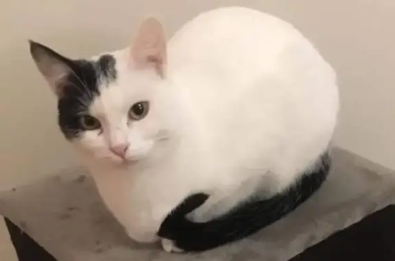 Animaux perdus , photo: Chat noir et blanc perdu à Saint-Pierre