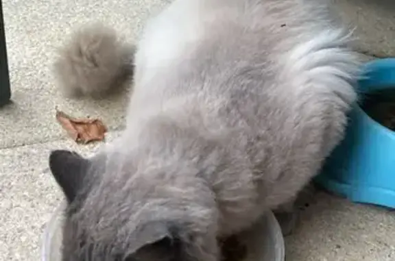 Animaux trouvés Neuvecelle, photo: Chat trouvé avec collier blanc, yeux bleus