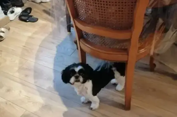 Chien perdu Gujan-Mestras, photo : Shih Tzu noir et blanc perdu à Gujan-Mestras