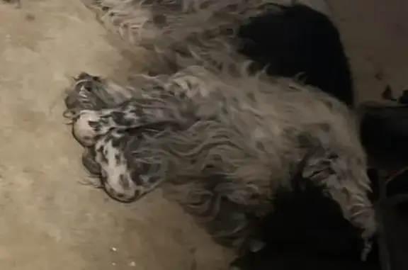 Chien trouvé à Pontault-Combault - photo
