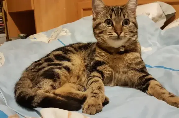 Animaux trouvés Orléans, photo: Chatte tigrée trouvée à Orléans