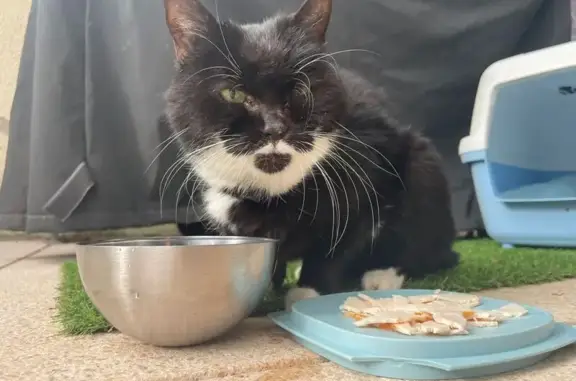 Chat trouvé Souffelweyersheim, photo: Chat noir et blanc trouvé à Souffelweyersheim