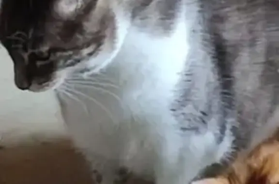 Chat perdu, , photo: Grisou, chat tigré disparu à Rouffiac
