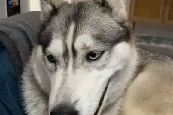 Husky blanc trouvé, 1-2 ans, Rue Girafe - photo