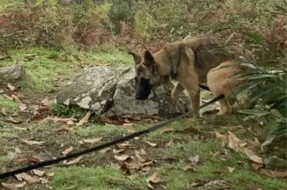 Chien perdu : Rio, 10 mois, La Liaudière - photo