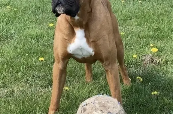 Animaux perdus Bourgogne-Franche-Comté, photo: Boxer fauve Oscar perdu à Saint-Andeux