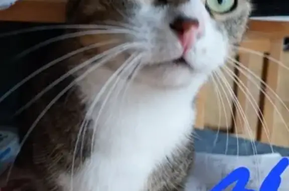 Chat perdu, Décines-Charpieu, photo: Chatte européenne perdue à Décines-Charpieu