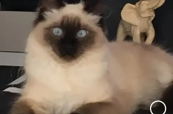 Chat perdu, , photo: Chatte Mylane perdue, contactez-nous