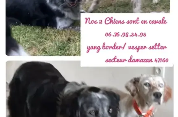 Chien perdu , photo : Deux chiens disparus : Border et Setter
